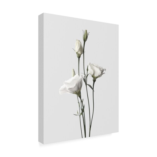 Design Fabrikken 'Lisianthus White Fabrikken' Canvas Art,24x32